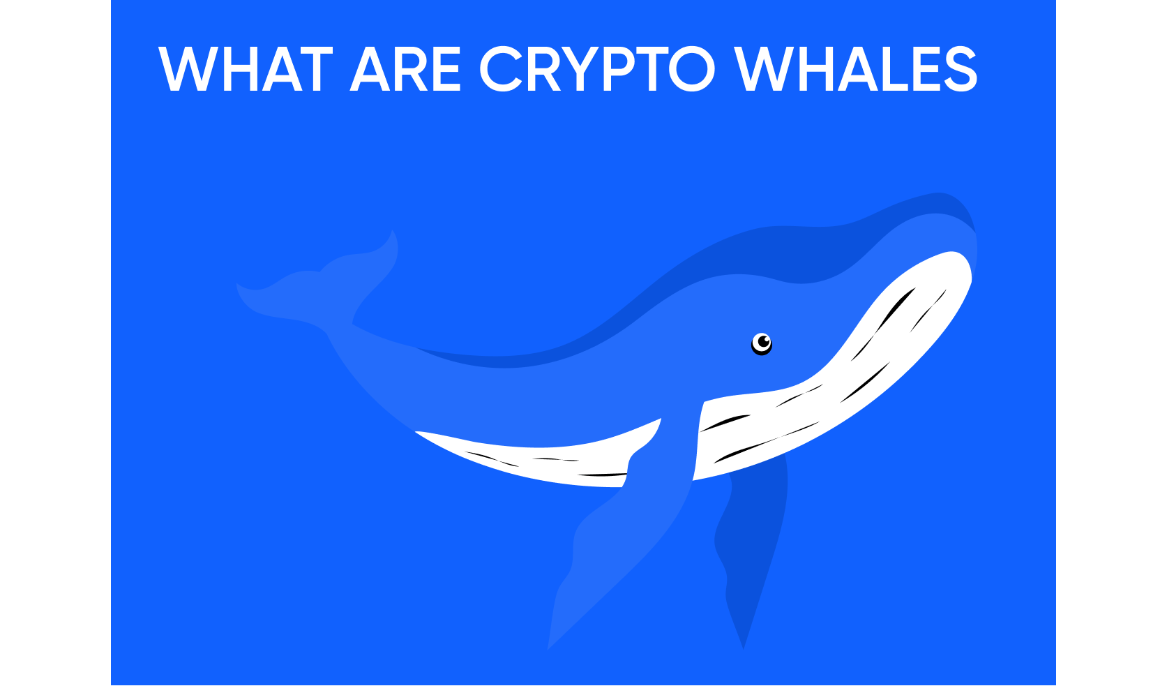What Are Crypto Whales and How Do Their Trades Move the Market